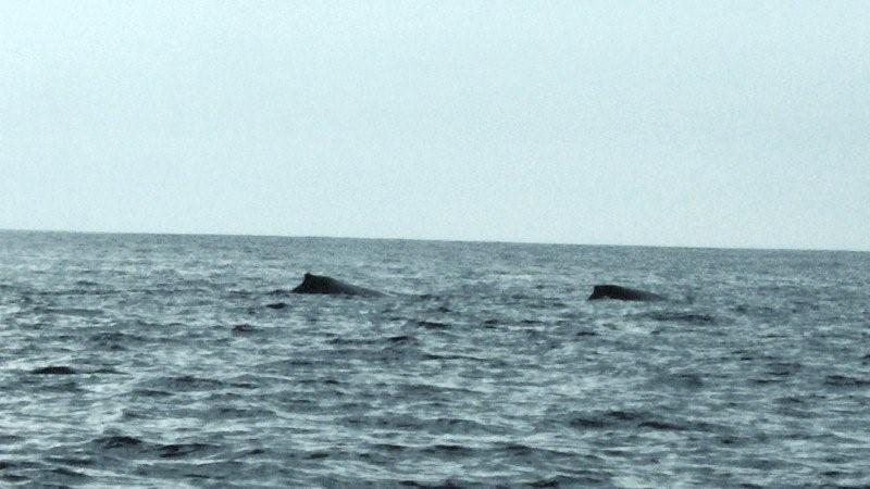 whales off the coast of Zihuatanejo in Feb 08